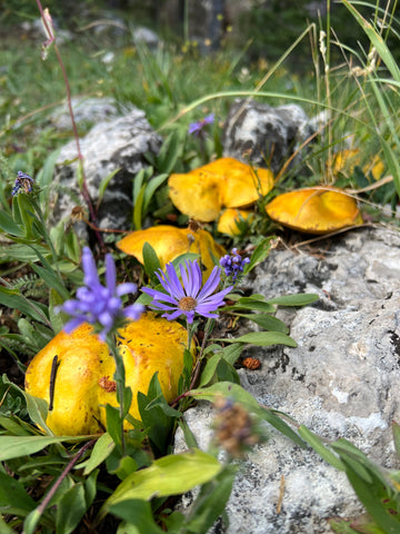 Stephanie Housley Mushroom pic