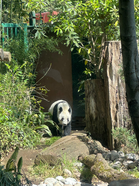 Xin Xin Panda