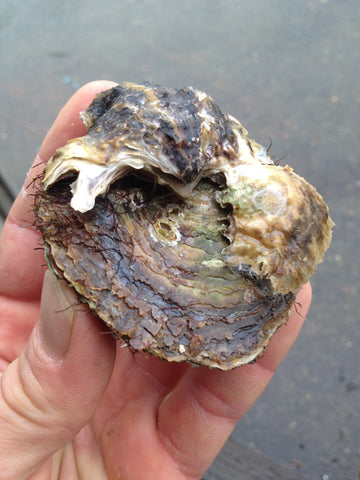 Fal Rock Oyster growing on Cornish Native Fal Oyster