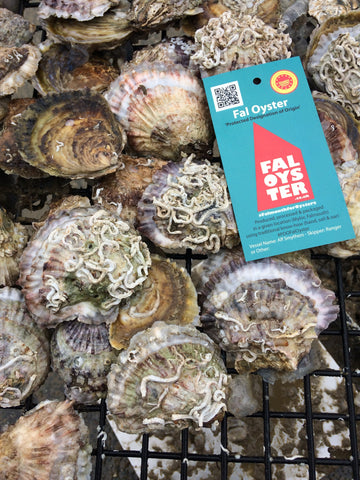 Cornish Native Oyster Growth Trays - Fal Oyster Ltd