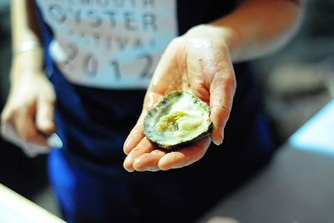 Falmouth Oyster Festival - juvenile oysters