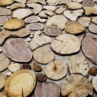 9 Inch Large Rowan Wood Slice Wooden Circles Wooden Slices Rustic Wood  Slices for DIY Rowan Wood Large Wood Slices 10 Inch Slices 