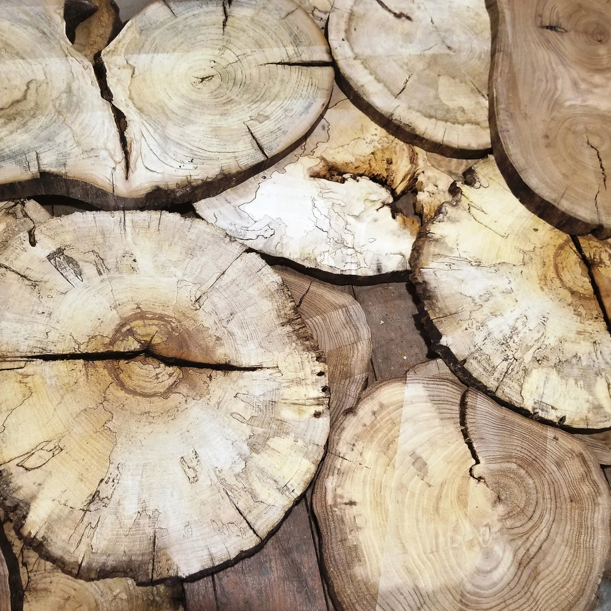 circle cut lumber maple rounds