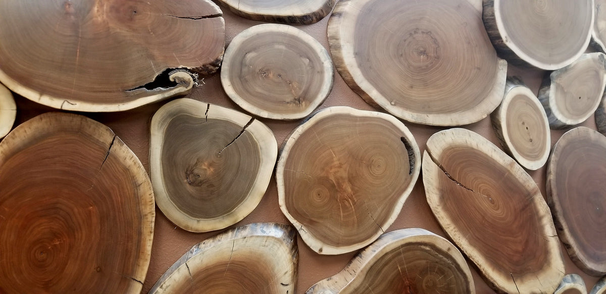 Oval cut lumber Walnut Tree Slices