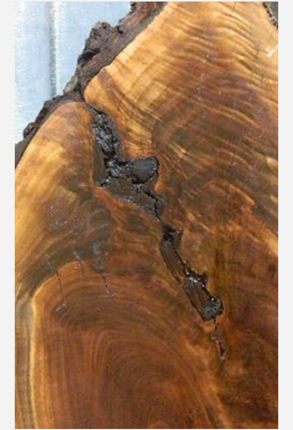 bark inclusion wood