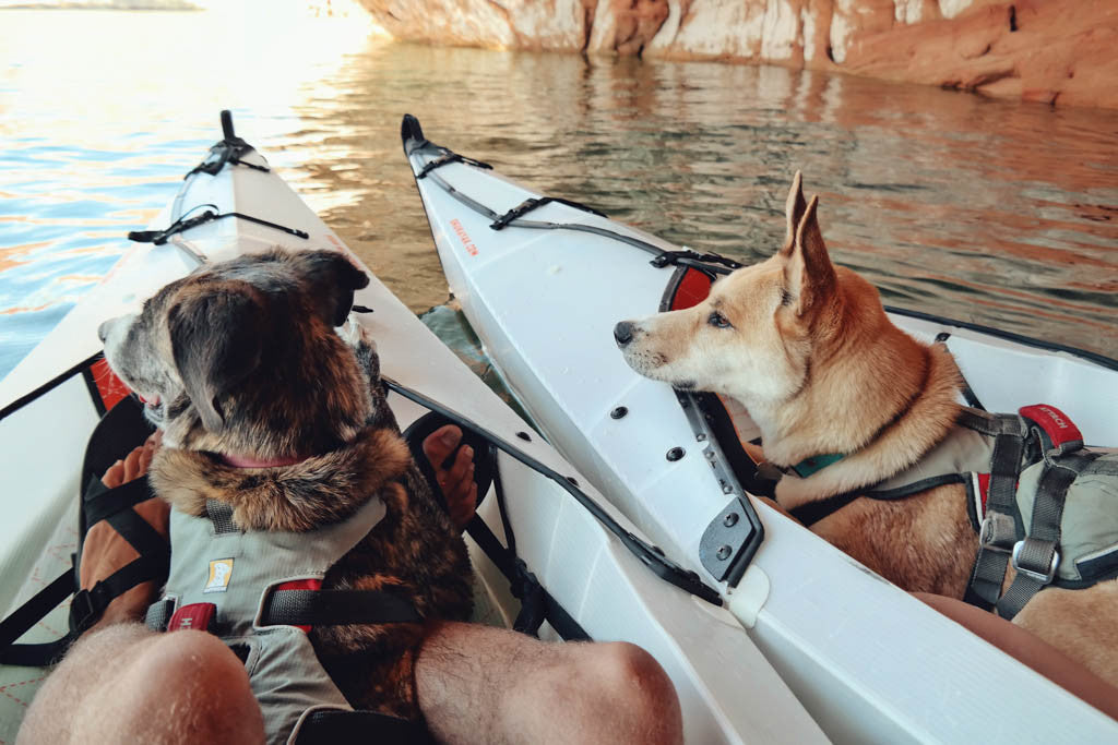Don't Leave Your Adventure Dogs at Home – Oru Kayak