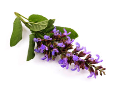 clary sage extract