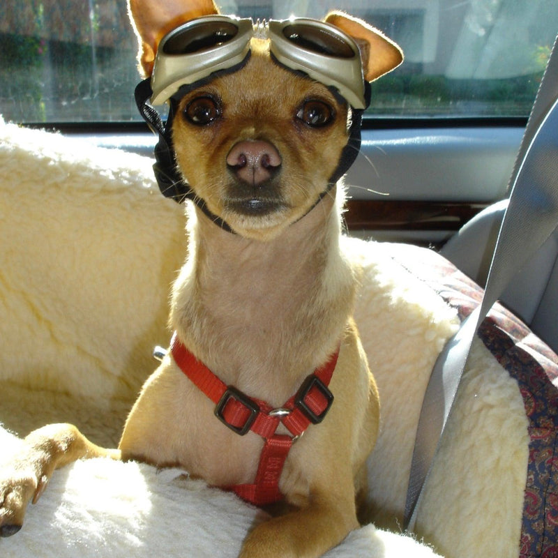 why should dogs wear goggles