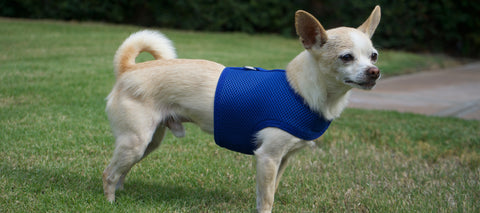 Bruno in his harness by Spoiled Dog Designs