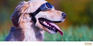 Dog wearing sunglasses