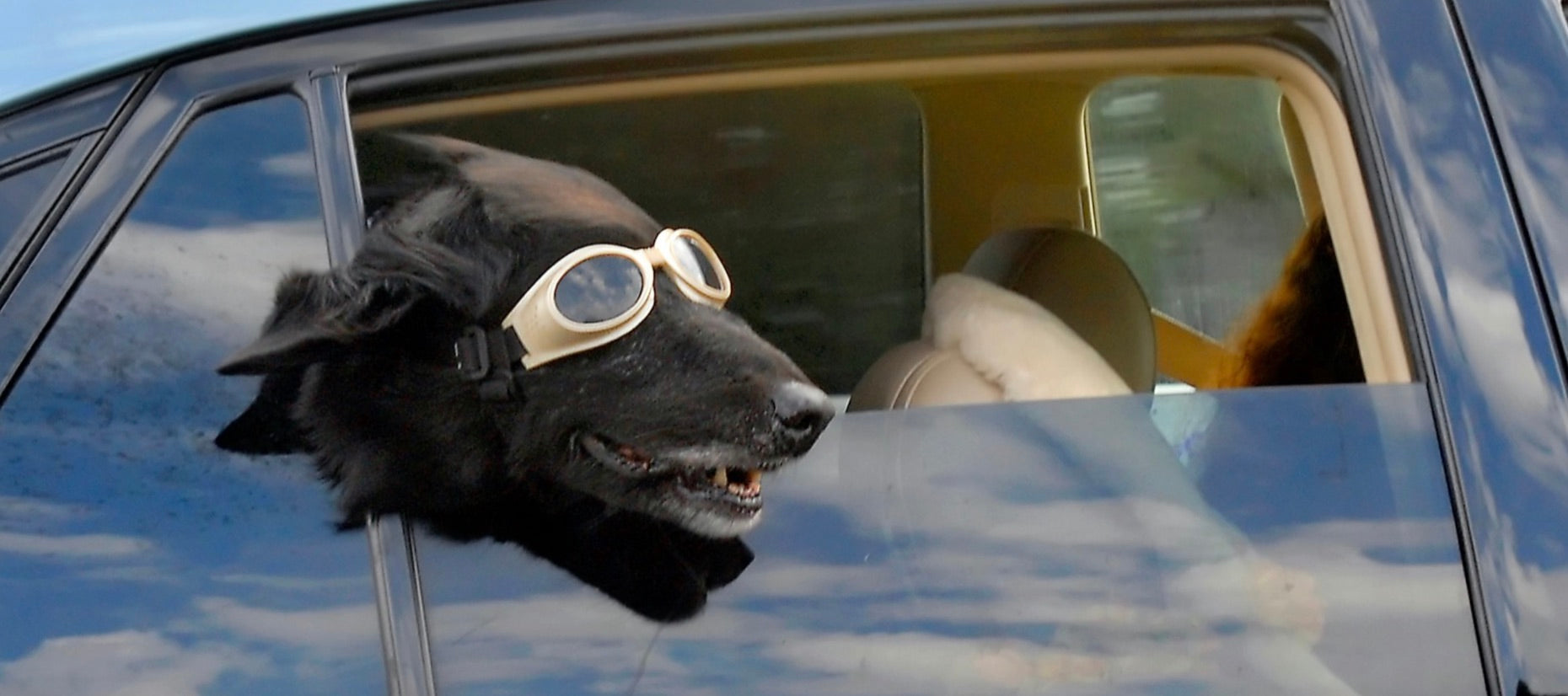 A dog wearing sunglasses with his head out the car window.