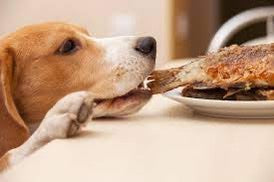 Dog stealing food at picnic