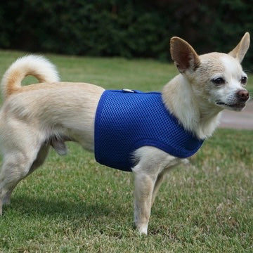 Bruno in his Blue Air Mesh velcro wrap dog vest harness by Spoiled Dog Designs