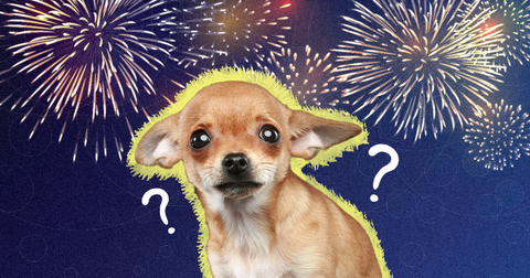 scared dog with fireworks