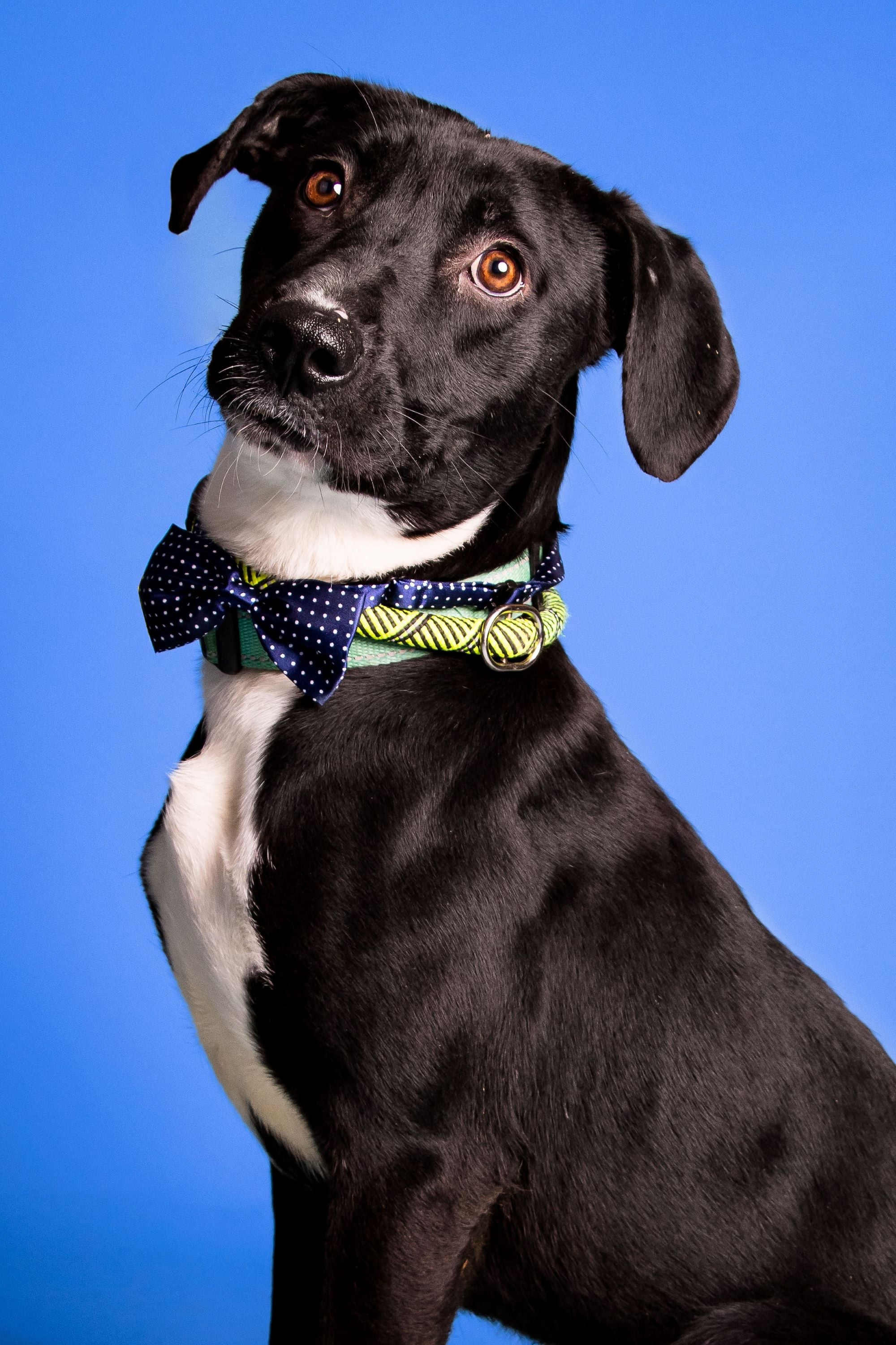 Wedding Bow Tie