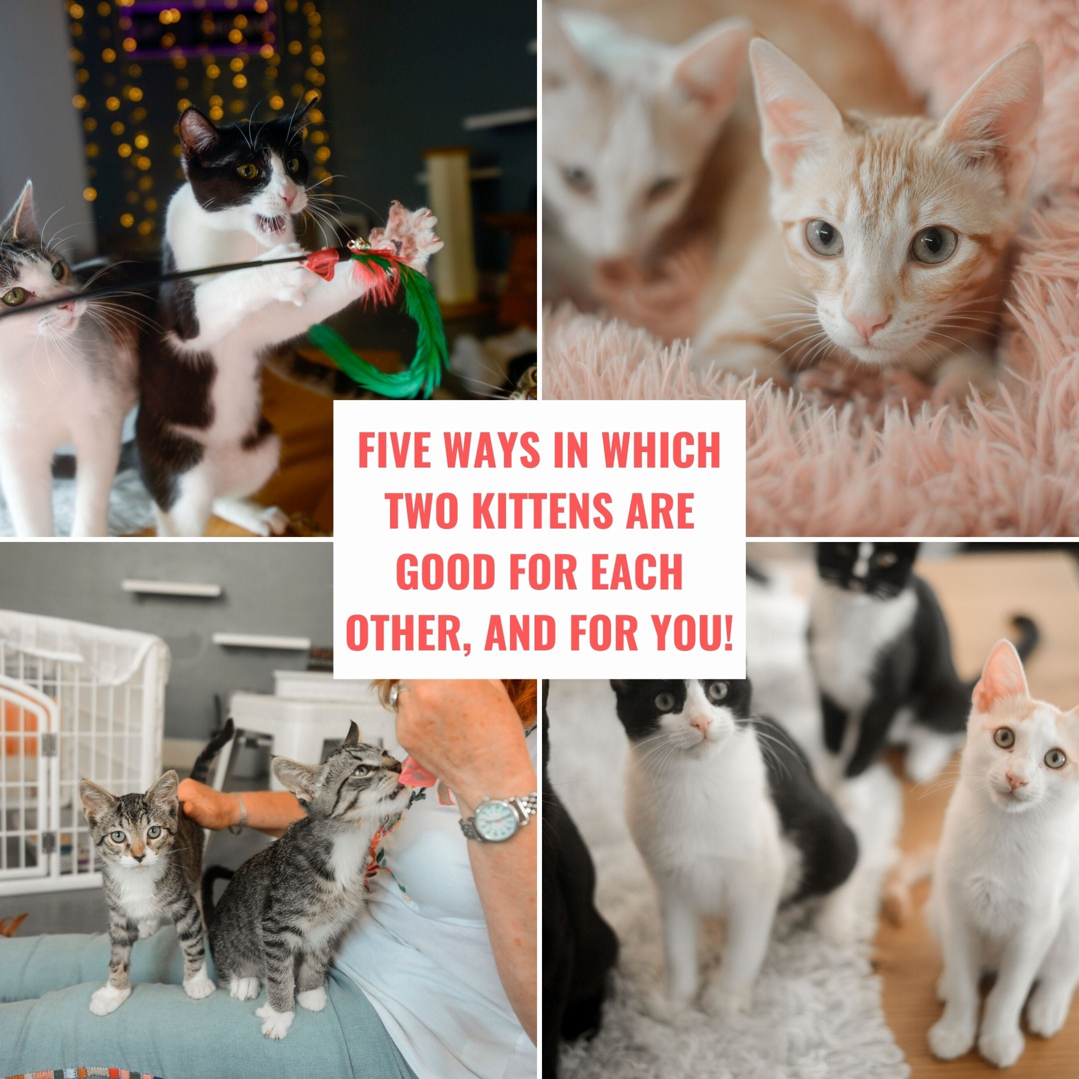 How important is it to have two cats? : r/CatAdvice