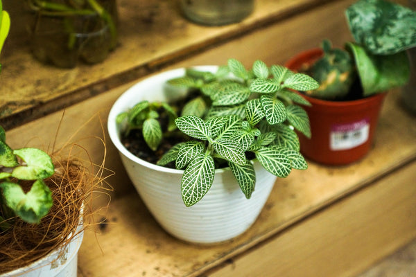 front porch planter