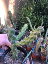 Load image into Gallery viewer, Cylindropuntia imbricata Buckhorn Cholla 5”Tall #5G