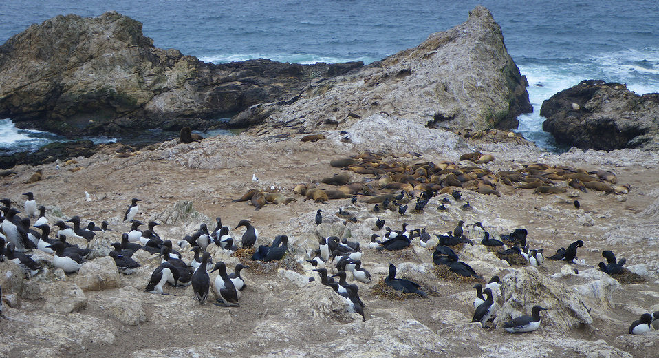 Farallon Islands