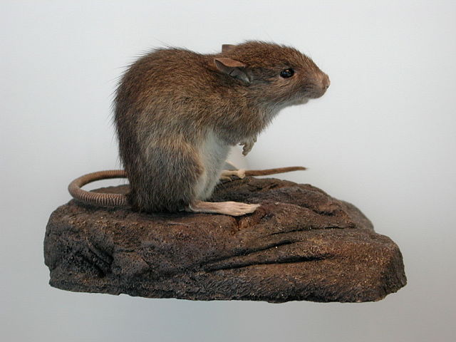 Polynesian rat