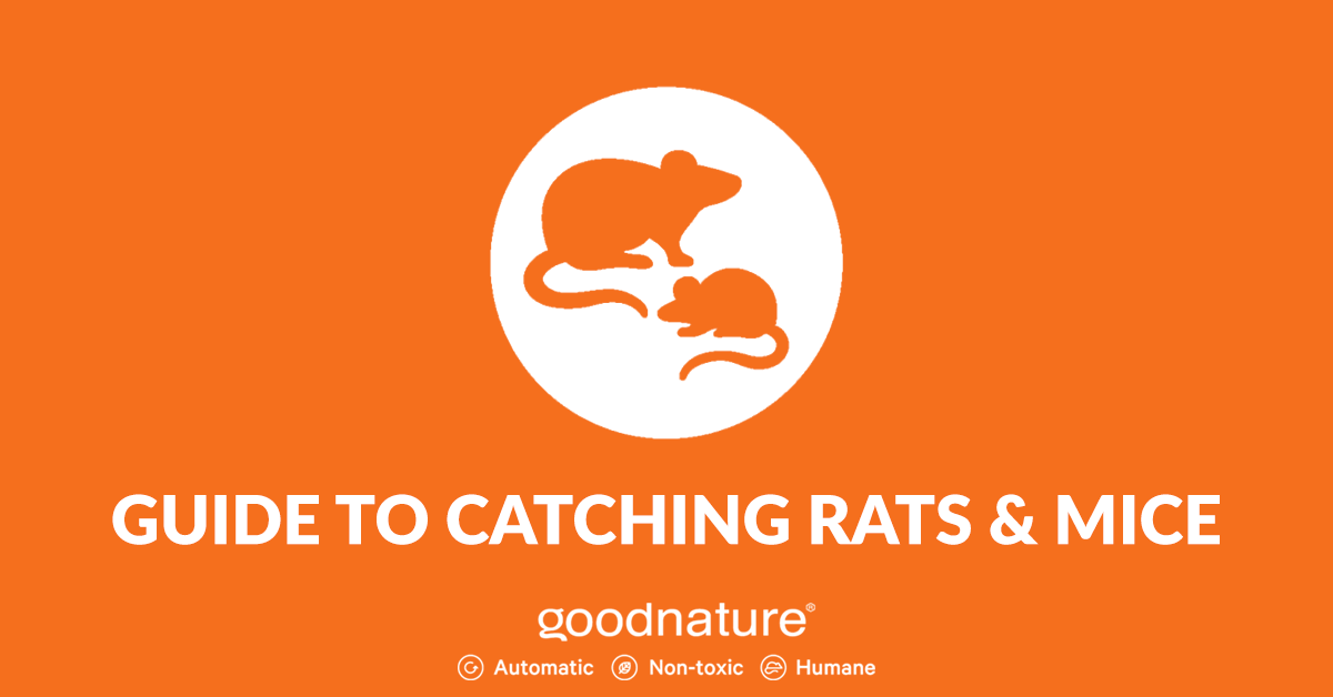 Guía para atrapar ratas y ratones
