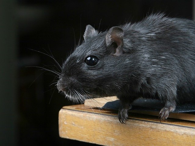 black rat