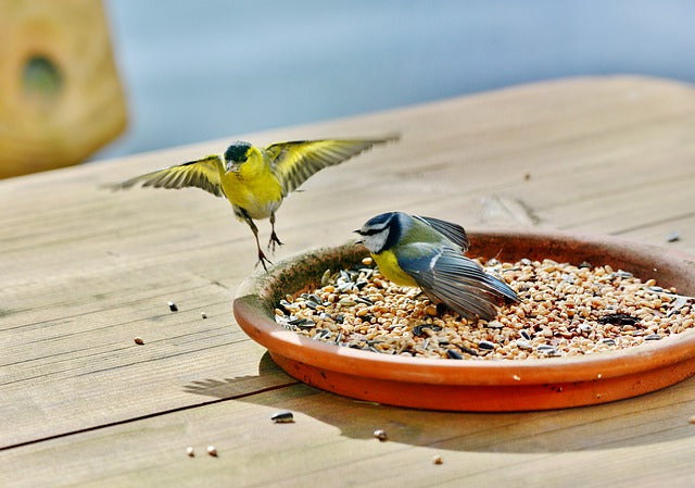 bird feeder