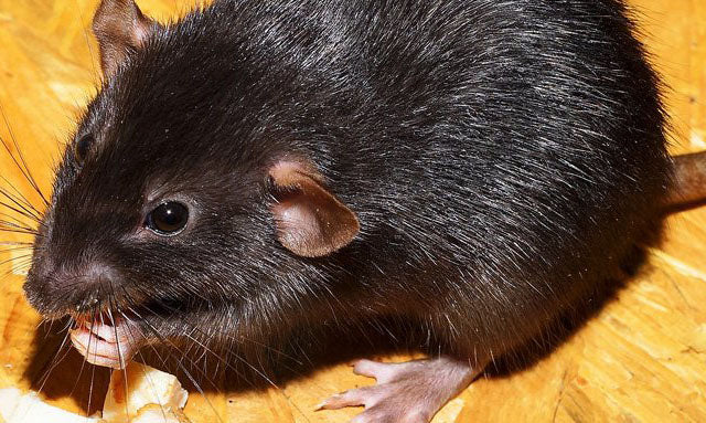 black rat