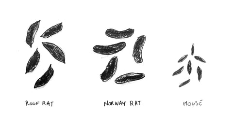 Rat and Mouse Droppings Compared