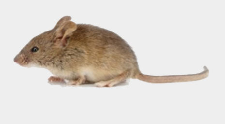 Ratón doméstico