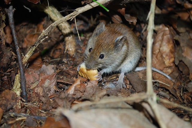 mouse eating cracker