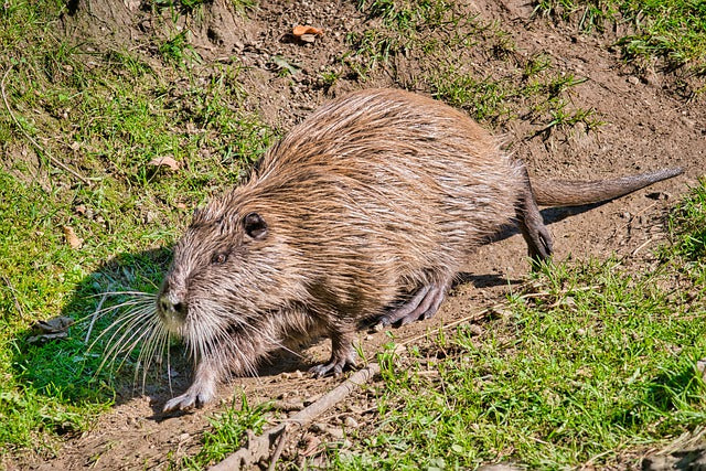 coypu