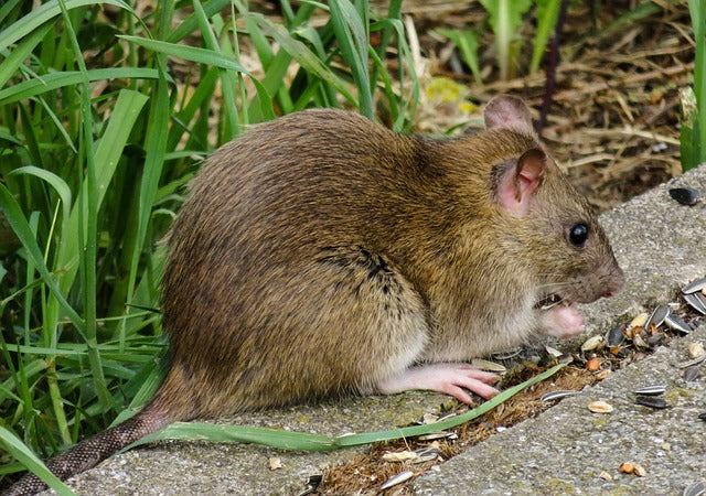 brown rat