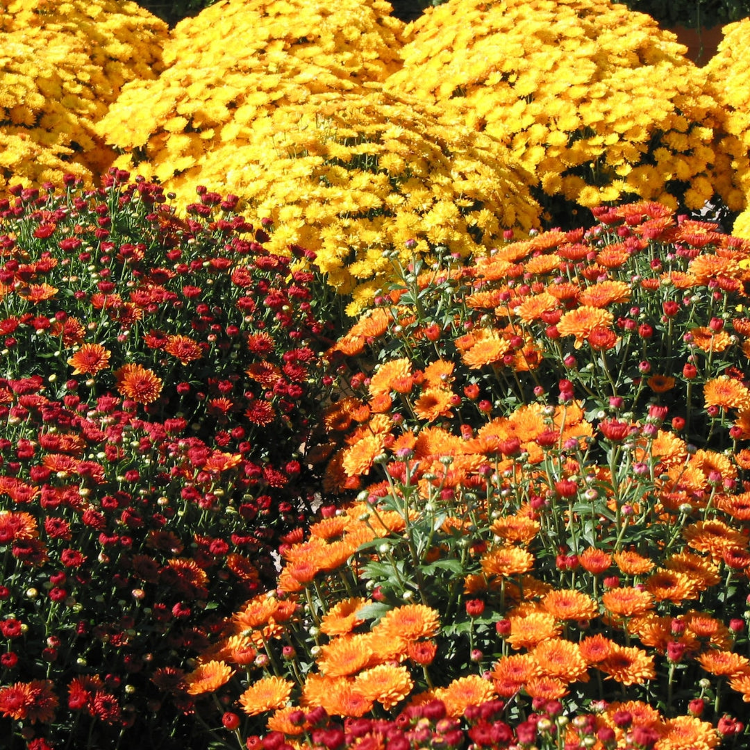 Fall Mum.jpg__PID:80b23bdb-d3ee-40b5-b597-f17065df7aca