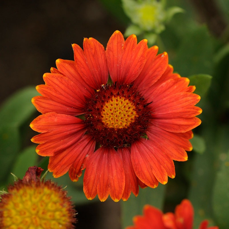 Gaillardia-aristata--Arizona-Red.jpg__PID:27fcc907-aab0-40ed-b937-86862d653233