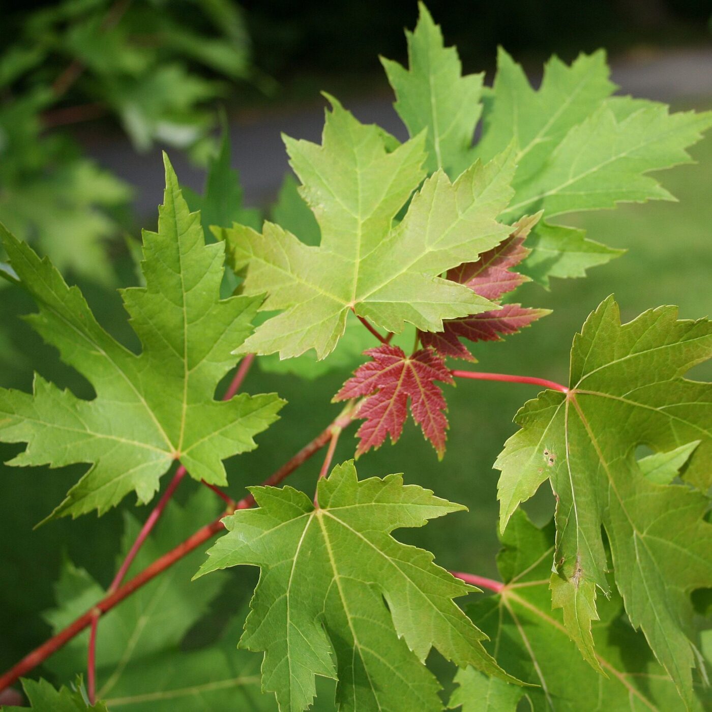 MapleSilver.jpg__PID:e86ac697-0b40-4e0e-bd90-42d68949ac1f