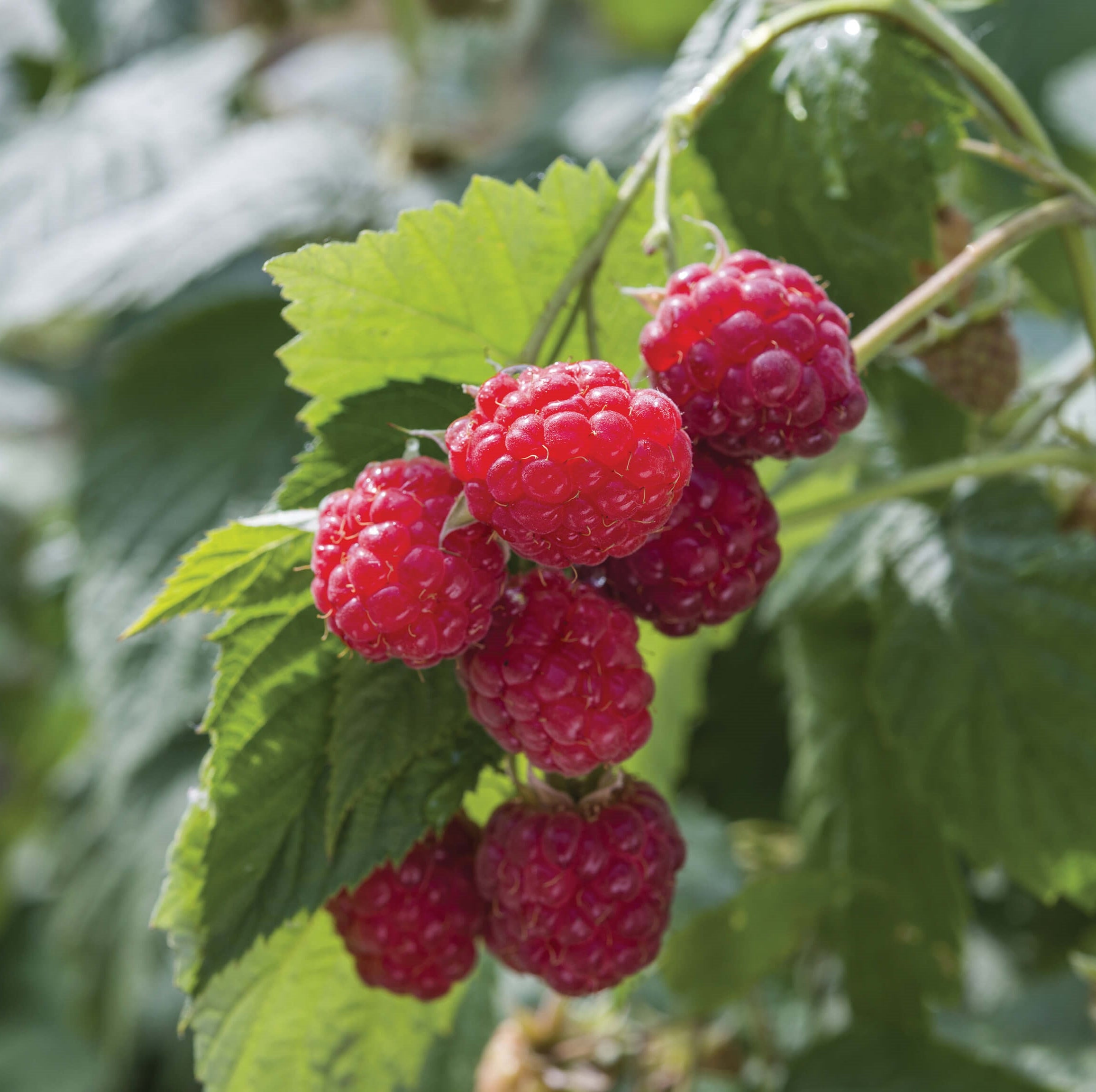 raspberry-web.jpg__PID:5d77deb9-8679-4316-ba08-0459a1028666