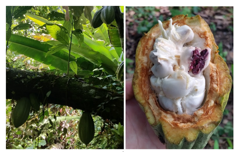 Fresh Cacao Pods, Esmeraldas Ecuador