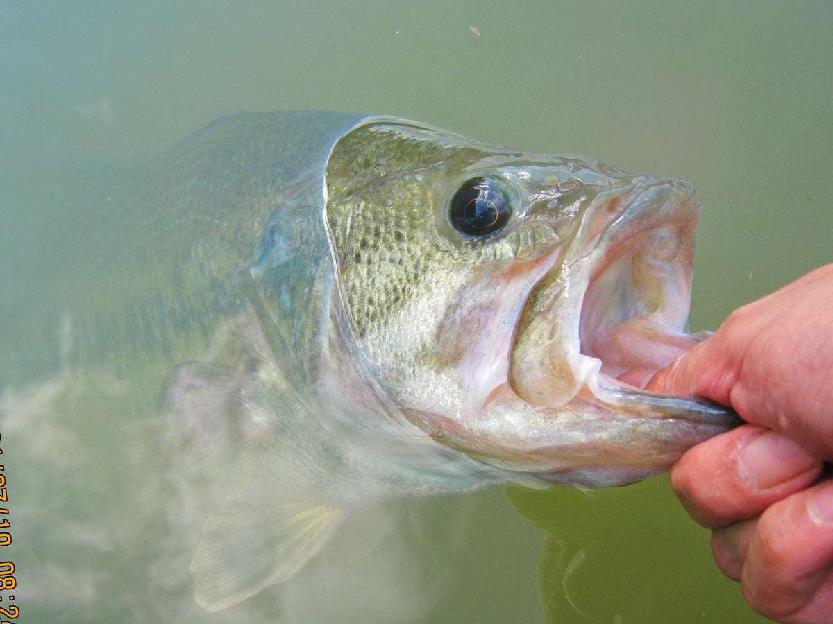 From Big Bite Baits: Find out how to Buzz thru the rest of summer