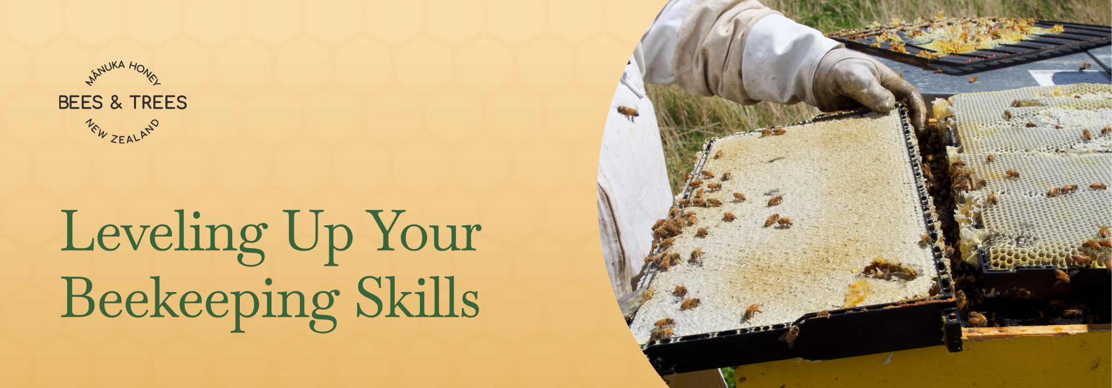 Leveling Up Your Beekeeping Skills