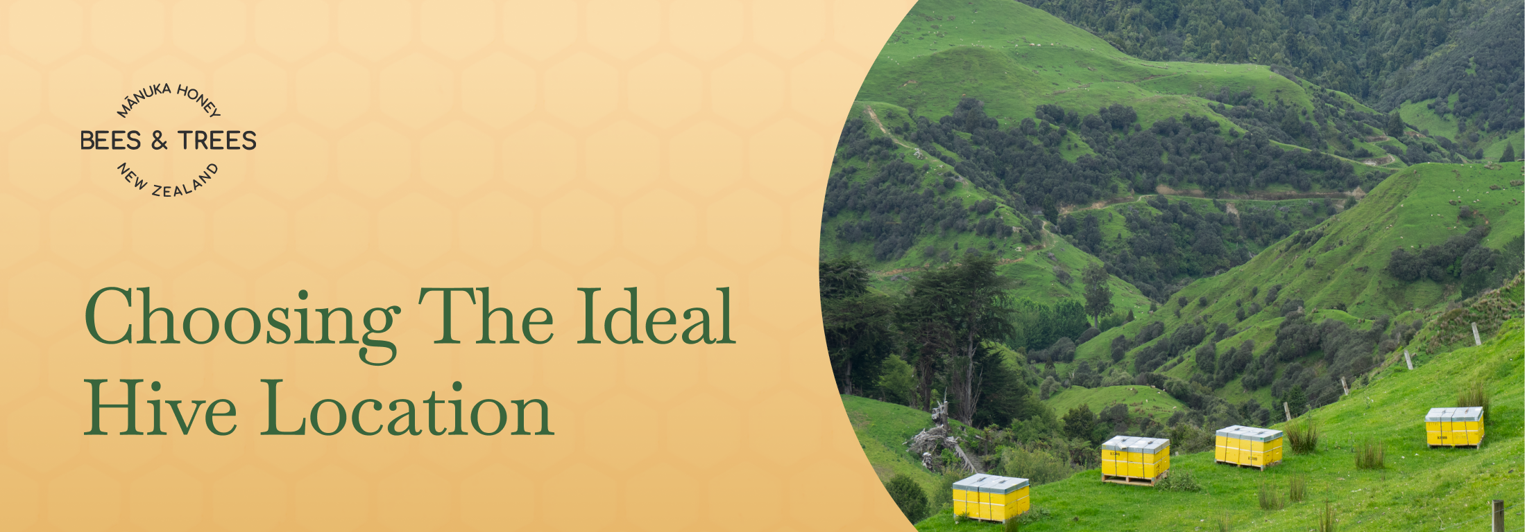 Choosing the Ideal Hive Location