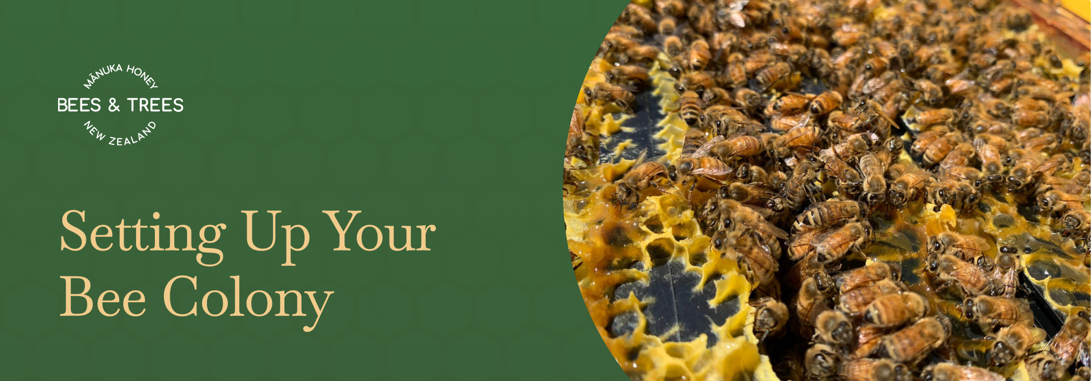 Setting Up Your Bee Colony