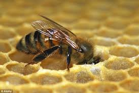 Honey Bee and Honeycomb, Bees & Trees Manuka honey