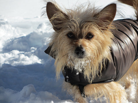 Benny Lamothe, snowshoeing in December 2012