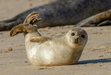 Baby seal on a beach