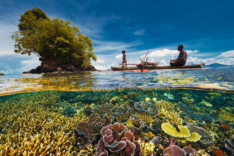 Coral Reef Photograph by David Doubilet