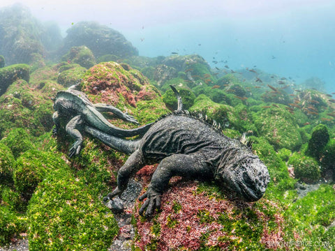 Marine Iguana by Simon Pearce