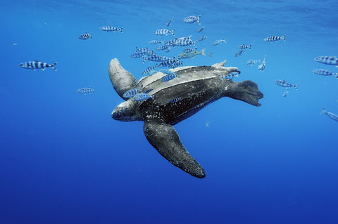 Leatherback Sea Turtle by Brian Skerry