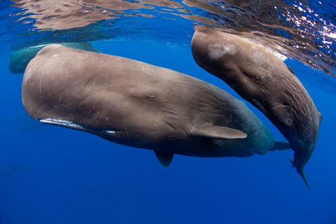 Sperm Whale by Franco Banfi