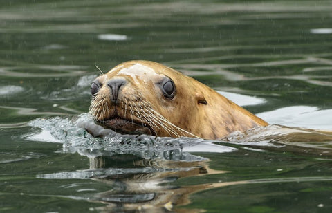 Steller Sea Lion by Jim Clark